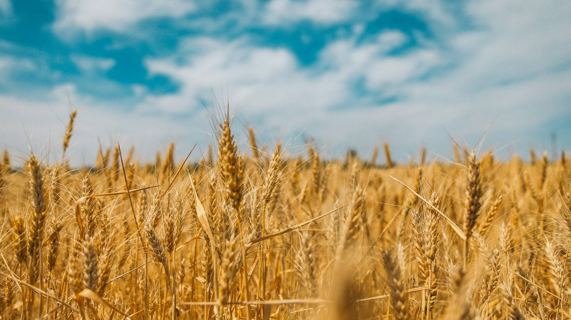 A field of wheat with a blue sky above